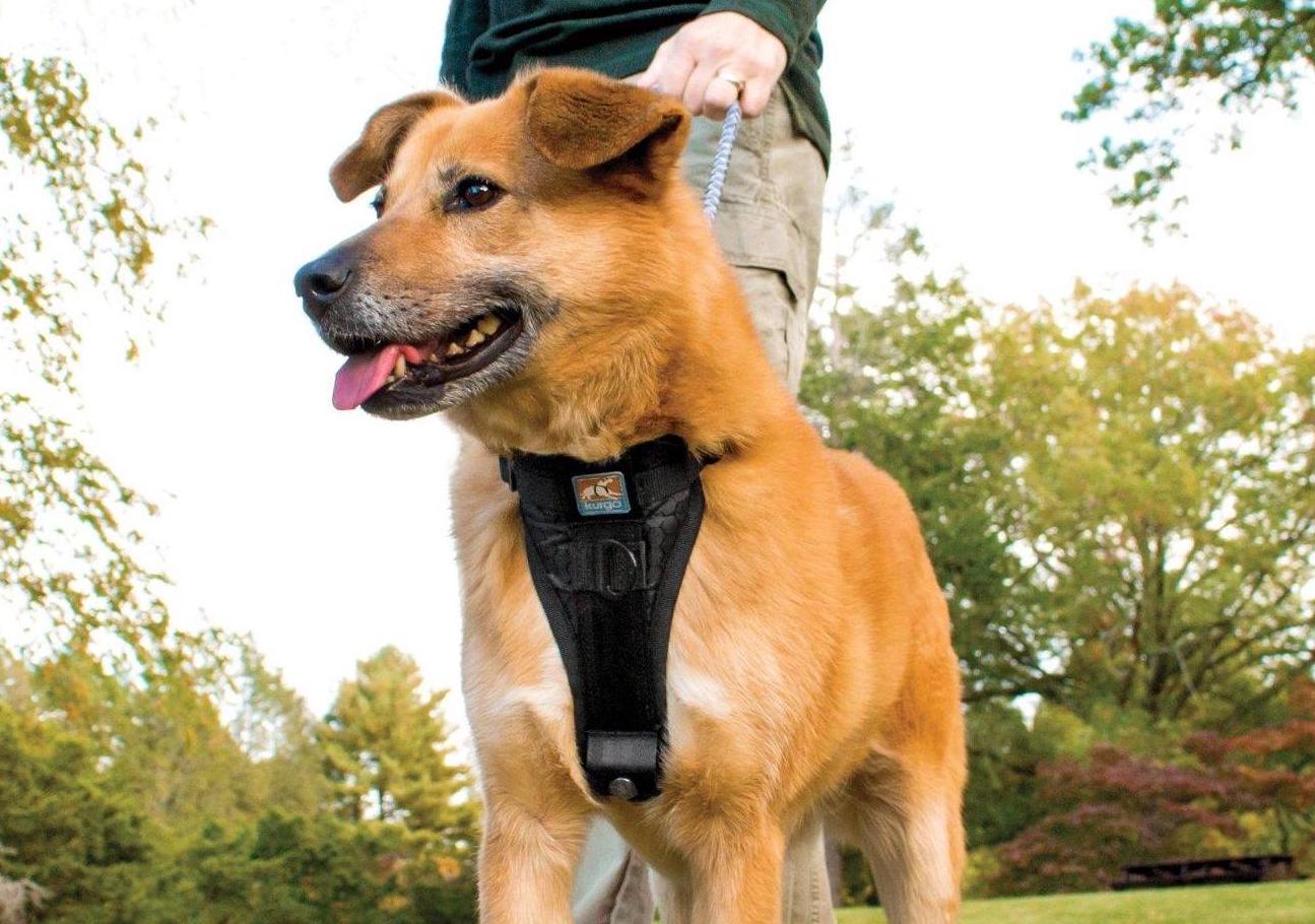 dog harness