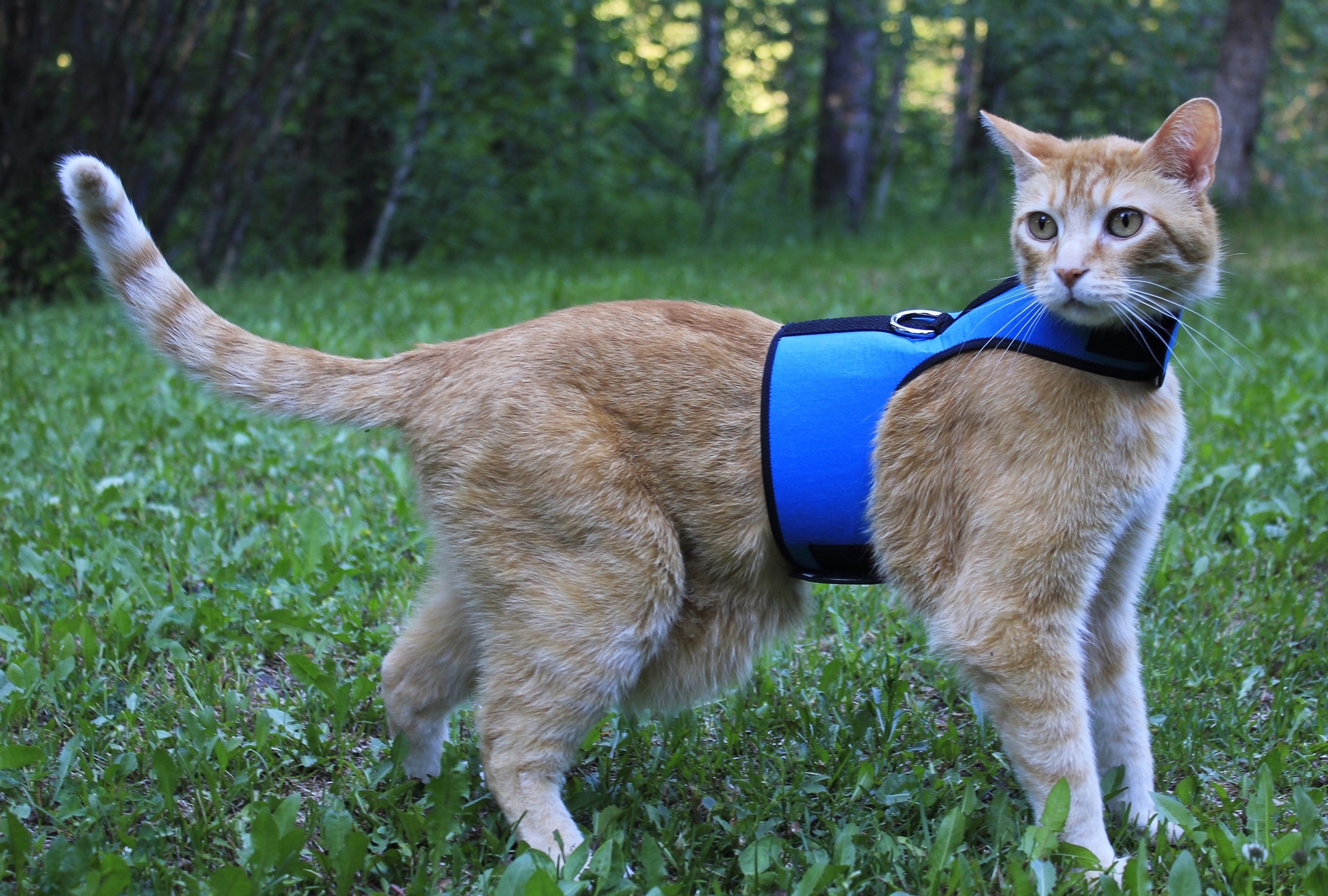 cat harness